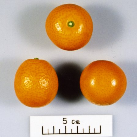 果实 (MAFF, Japan)