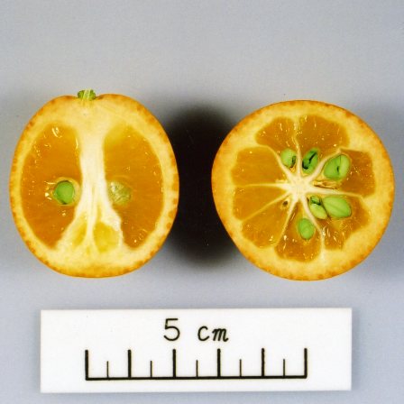 果实 (MAFF, Japan)