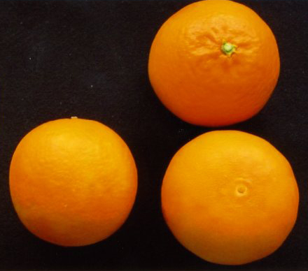 树体 (MAFF, Japan)