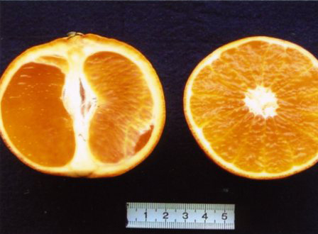 果实 (MAFF, Japan)