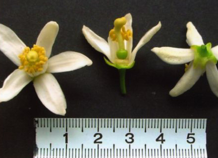 果实 (MAFF, Japan)