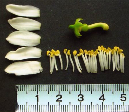 果实 (MAFF, Japan)