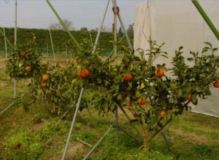 果实 (MAFF, Japan)