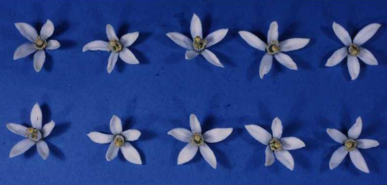 树体 (MAFF, Japan)