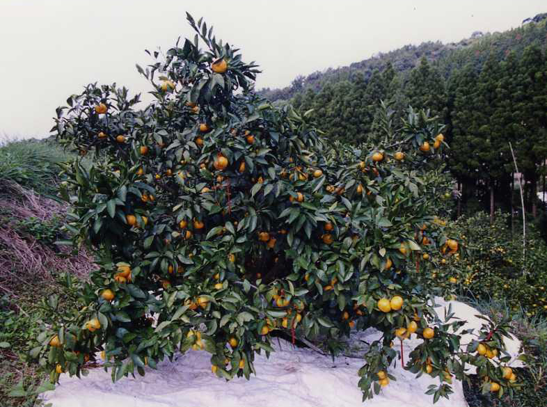 果实 (MAFF, Japan)