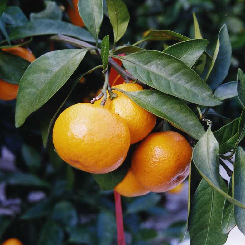 果实 (MAFF, Japan)