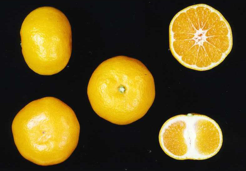 果实 (MAFF, Japan)