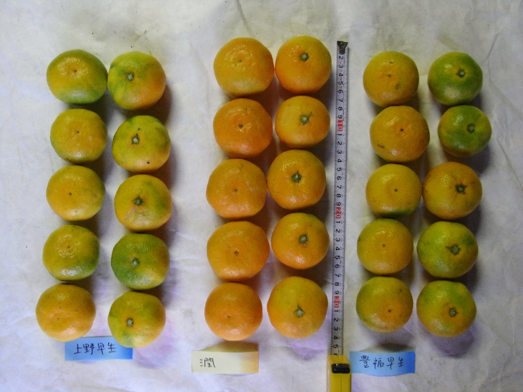 果实 (MAFF, Japan)