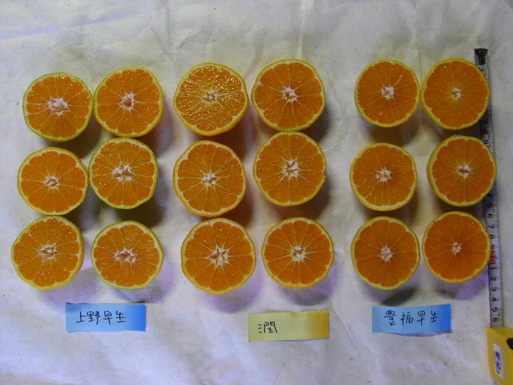 果实 (MAFF, Japan)