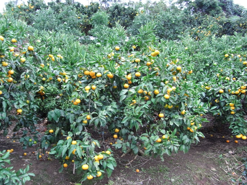 果实 (MAFF, Japan)