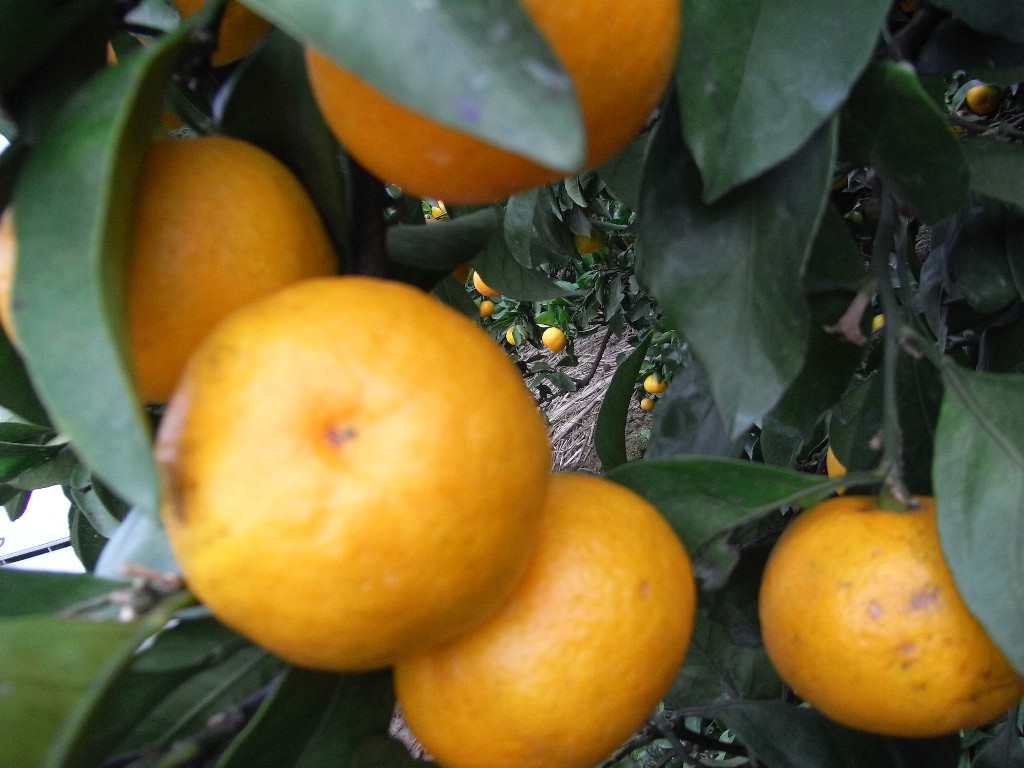 树体 (MAFF, Japan)