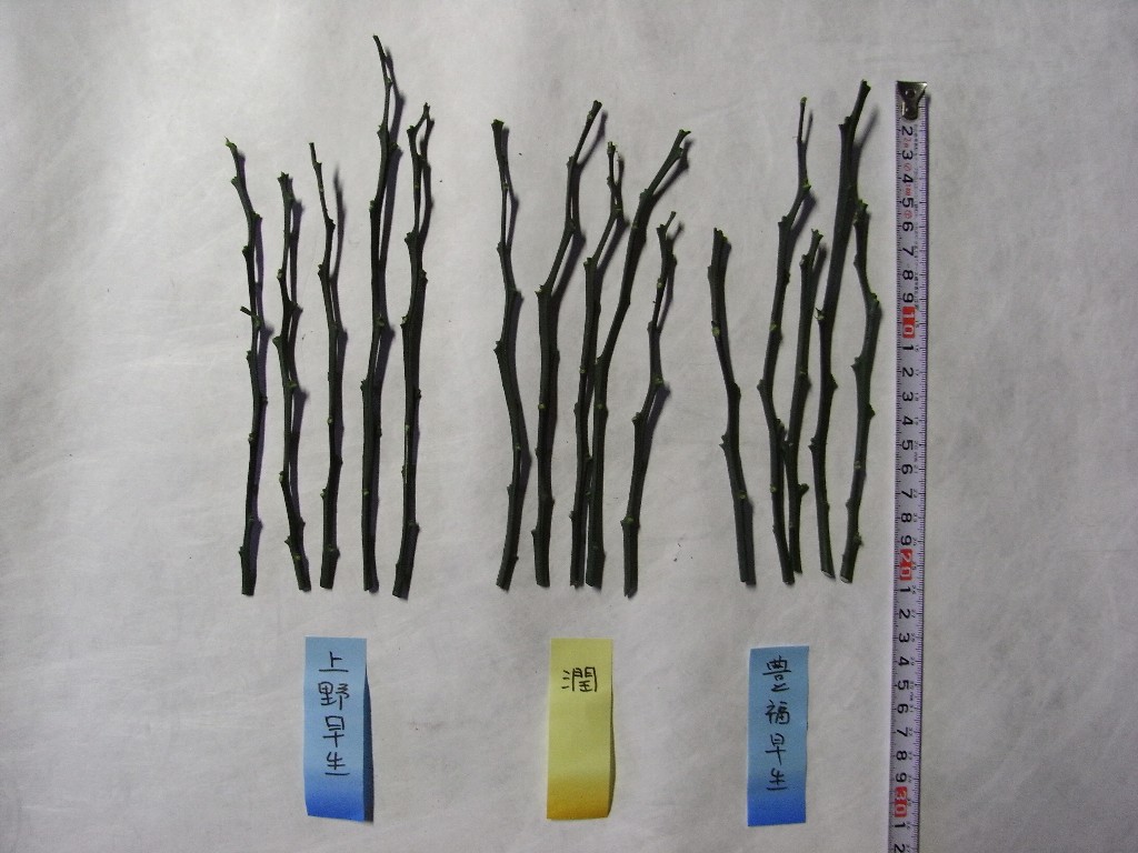 果实 (MAFF, Japan)