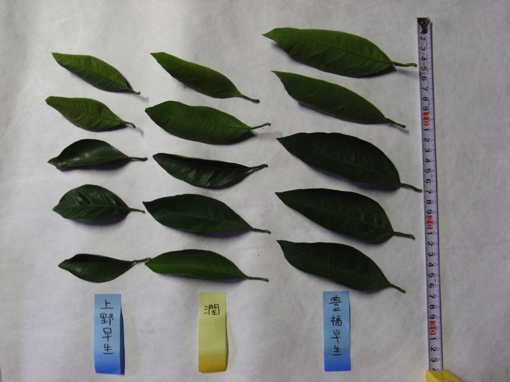 果实 (MAFF, Japan)