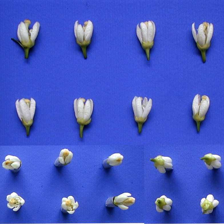 树体 (MAFF, Japan)