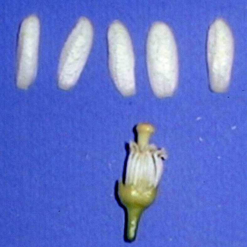 果实 (MAFF, Japan)