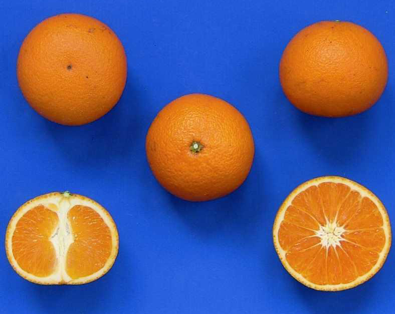 果实 (MAFF, Japan)