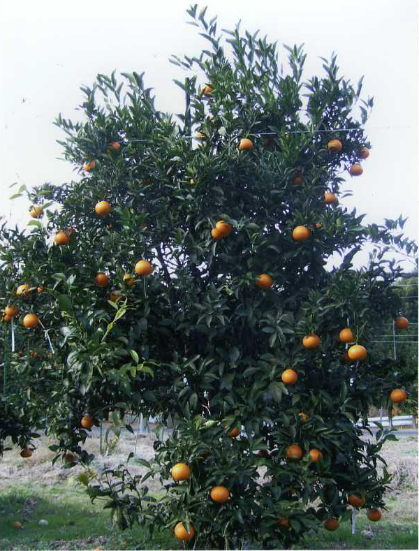 果实 (MAFF, Japan)