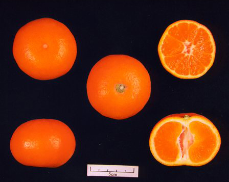 树体 (MAFF, Japan)