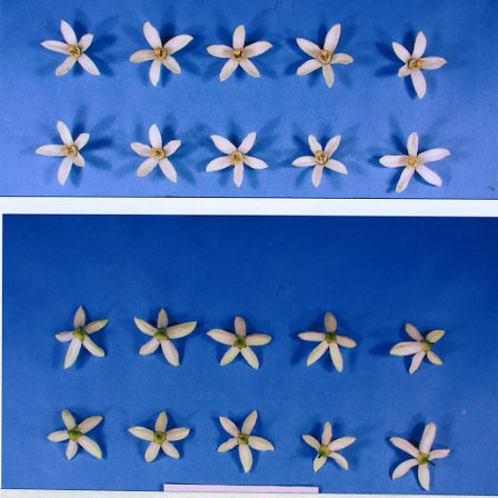 果实 (MAFF, Japan)