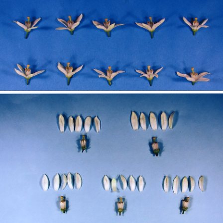 果实 (MAFF, Japan)