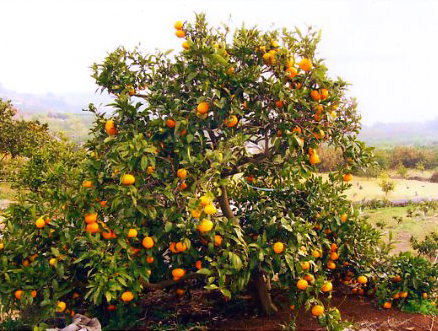 果实 (MAFF, Japan)