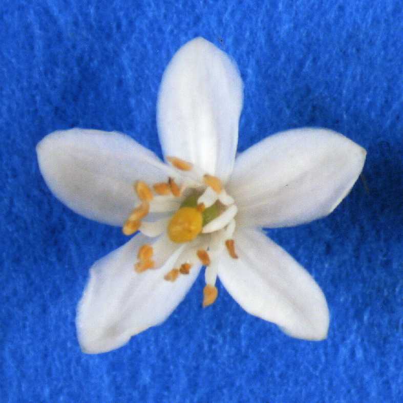 树体 (MAFF, Japan)