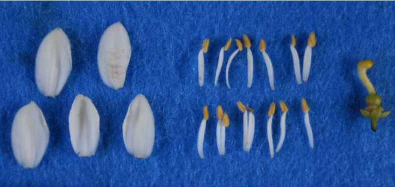 果实 (MAFF, Japan)