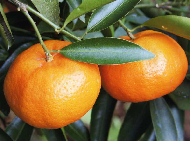 果实 (MAFF, Japan)