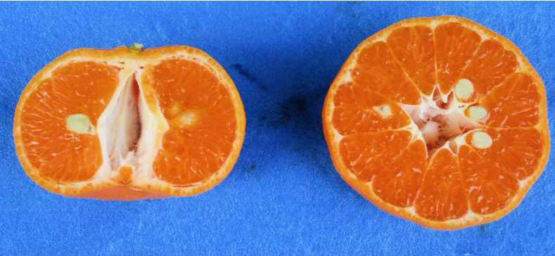 果实 (MAFF, Japan)