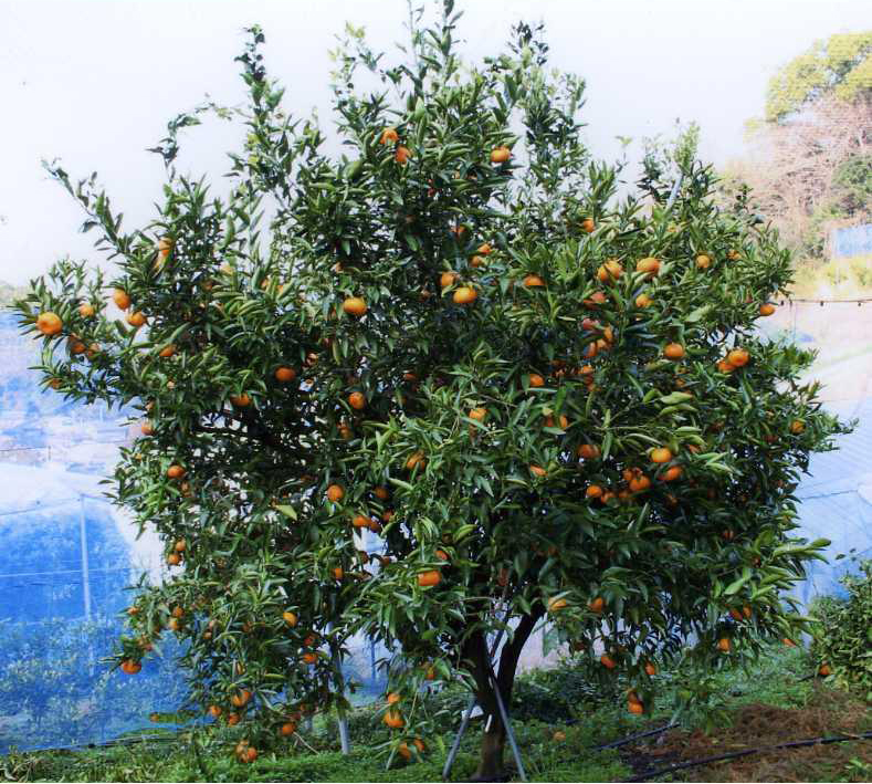 果实 (MAFF, Japan)