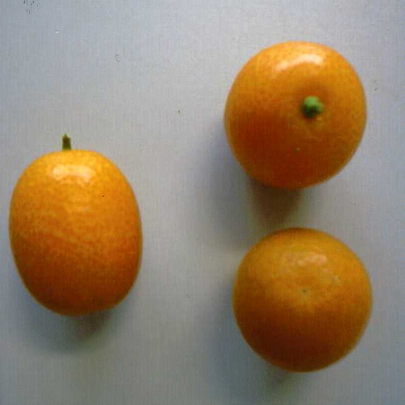 树体 (MAFF, Japan)