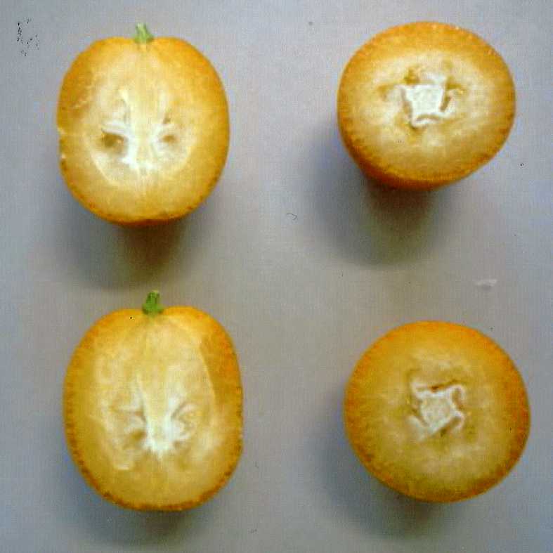 果实 (MAFF, Japan)