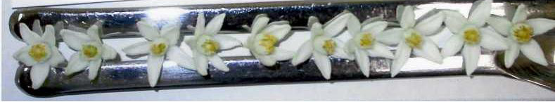 果实 (MAFF, Japan)