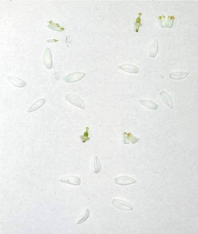 果实 (MAFF, Japan)