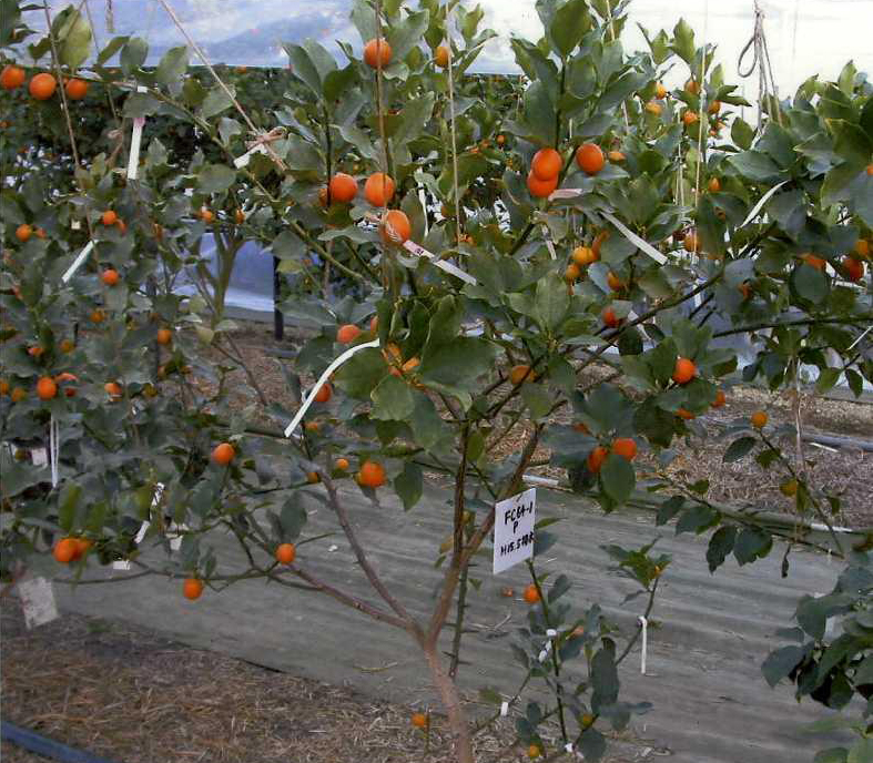 果实 (MAFF, Japan)