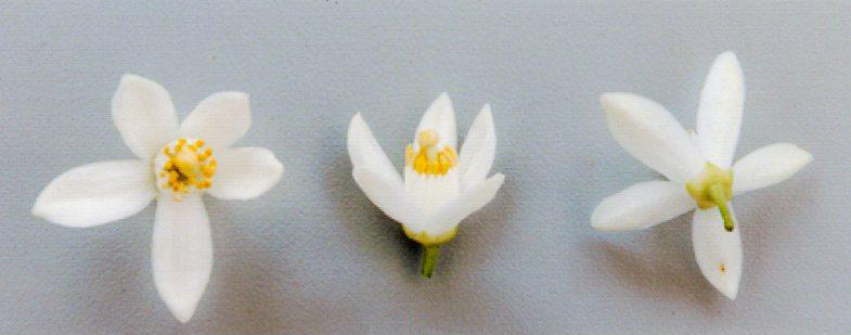 树体 (MAFF, Japan)