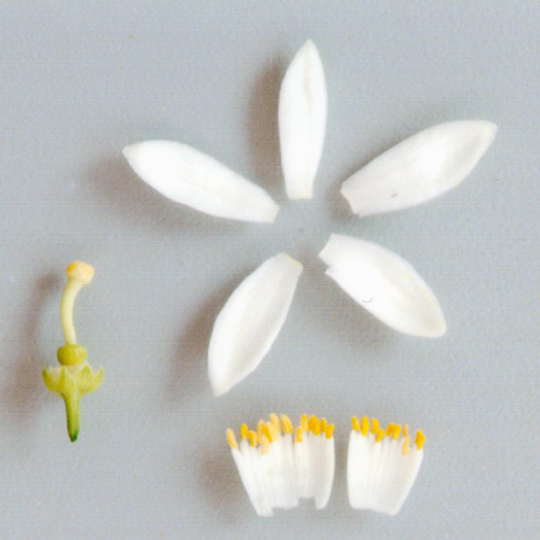 果实 (MAFF, Japan)