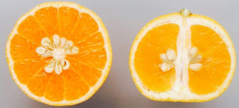 果实 (MAFF, Japan)