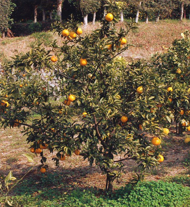 果实 (MAFF, Japan)