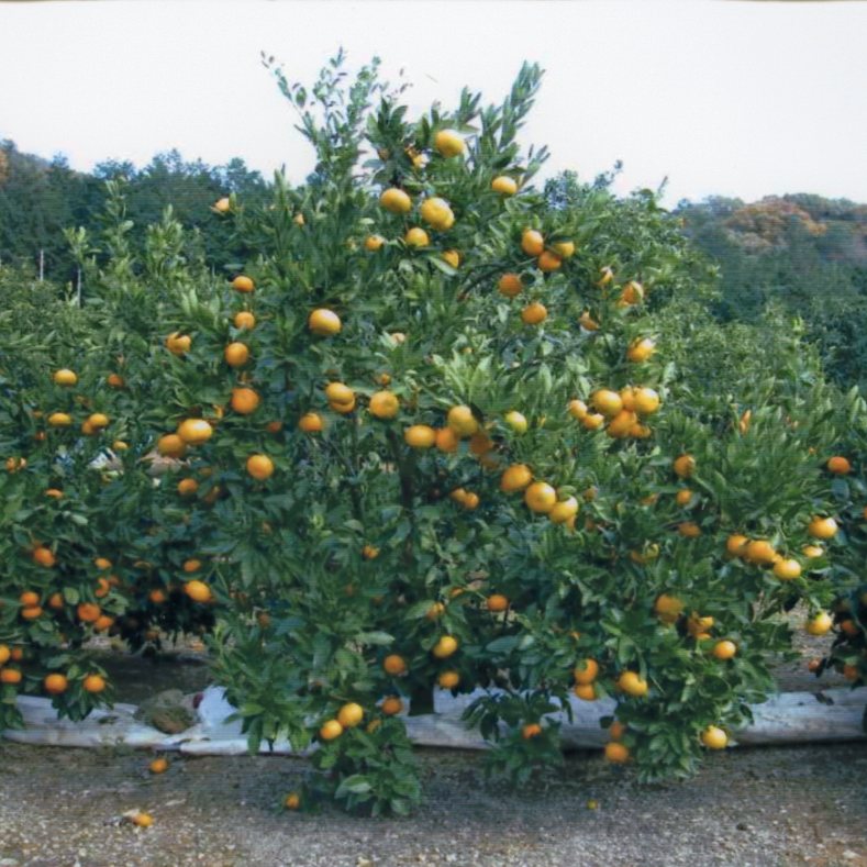 树体 (MAFF, Japan)