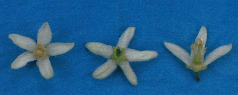 果实 (MAFF, Japan)