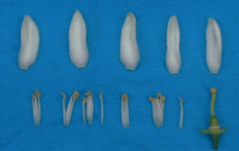 果实 (MAFF, Japan)