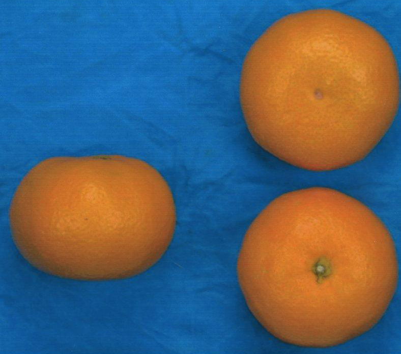 果实 (MAFF, Japan)