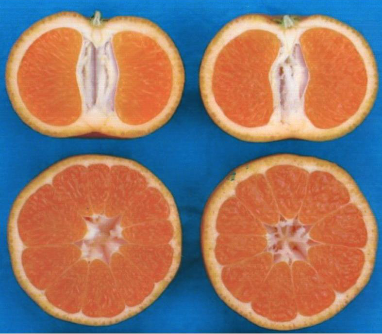 果实 (MAFF, Japan)