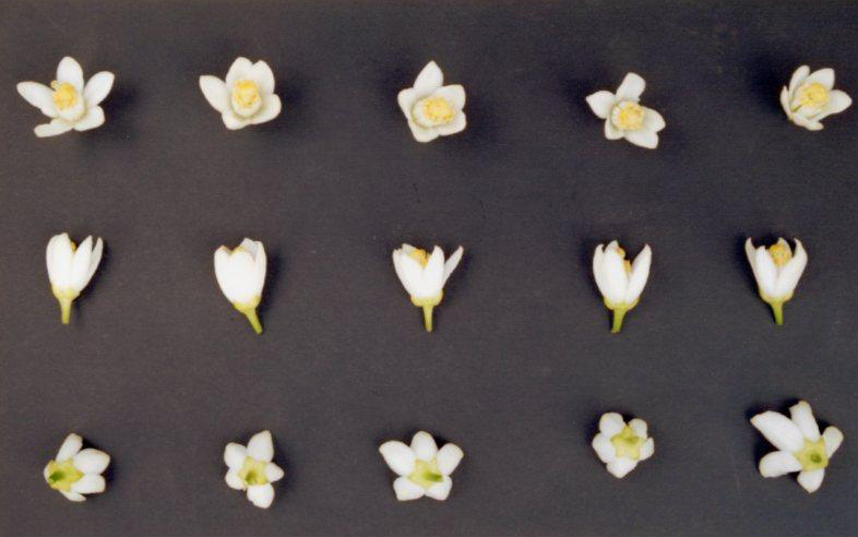 树体 (MAFF, Japan)