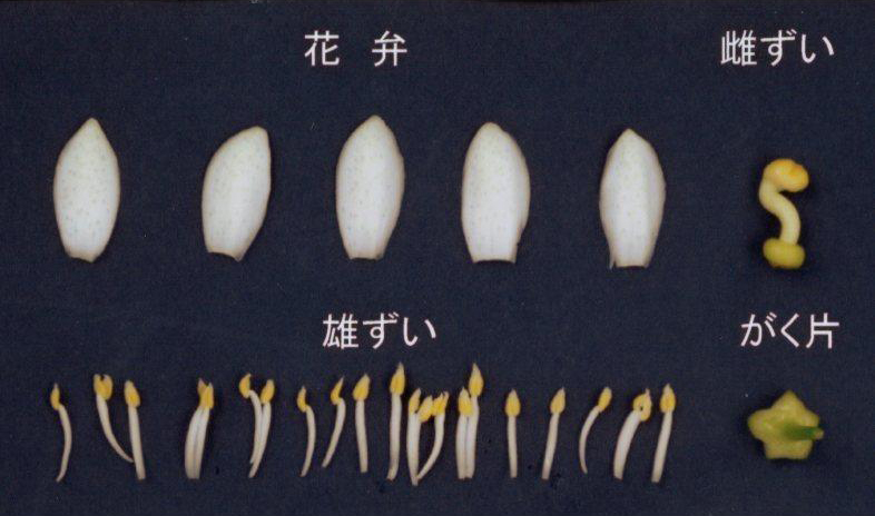 果实 (MAFF, Japan)