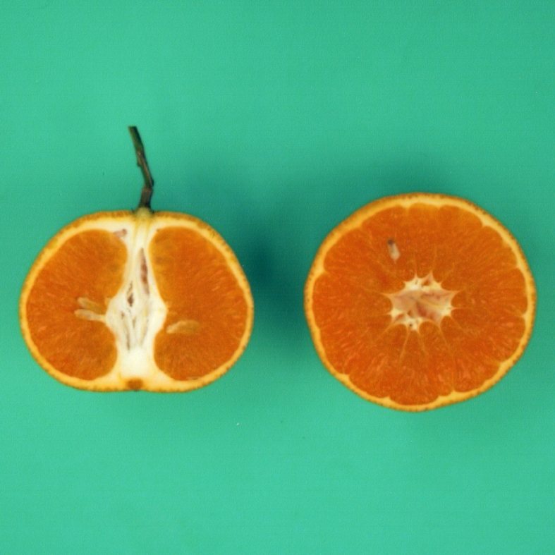 果实 (MAFF, Japan)