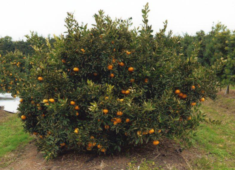 果实 (MAFF, Japan)