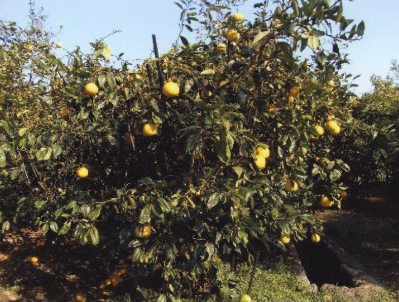 树体 (MAFF, Japan)