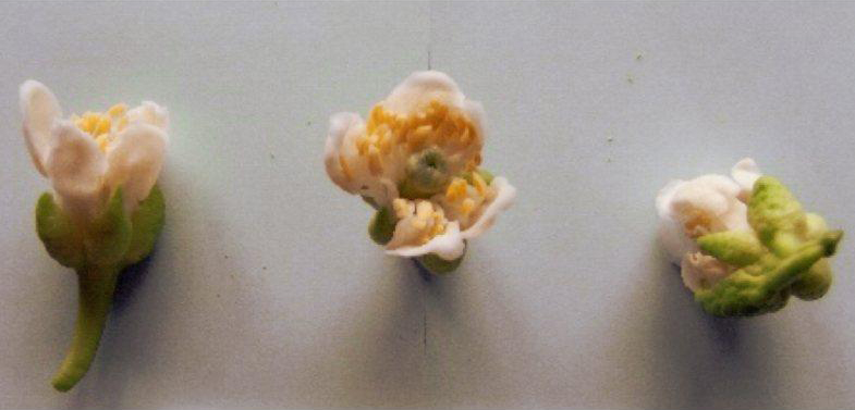 果实 (MAFF, Japan)